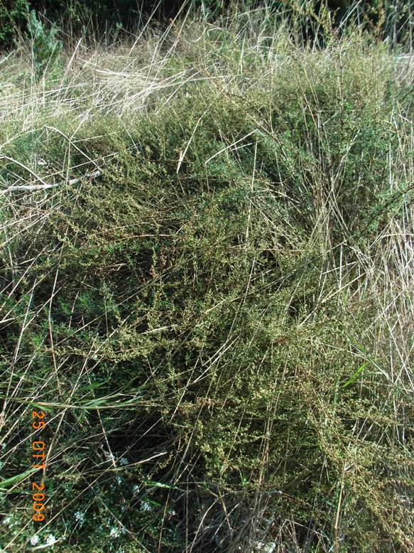 Artemisia campestris?